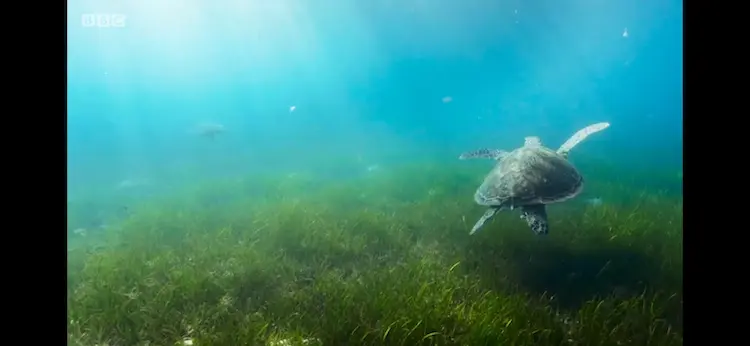 Green sea turtle (Chelonia mydas) as shown in Blue Planet II - Green Seas